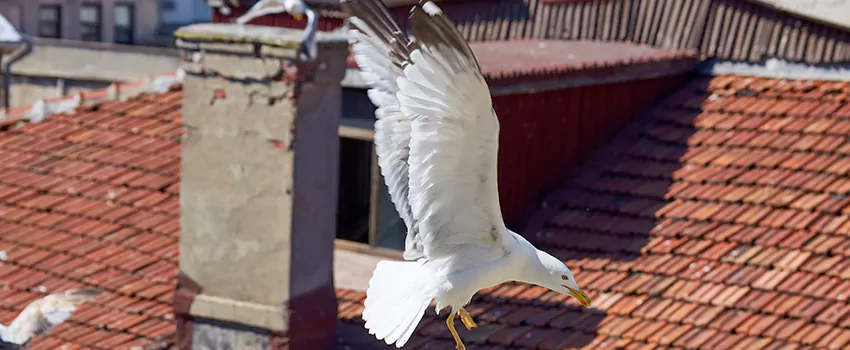 Residential Chimney Animal Removal Solution in South Holland, IL